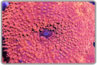 Red Mushroom